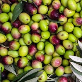 picture/image peranzana olives from Torremaggiore, Foggia, Puglia (Apulia), Italia (Italy) - extra virgin olive oil in USA